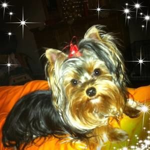 Meet your Posher, Faye